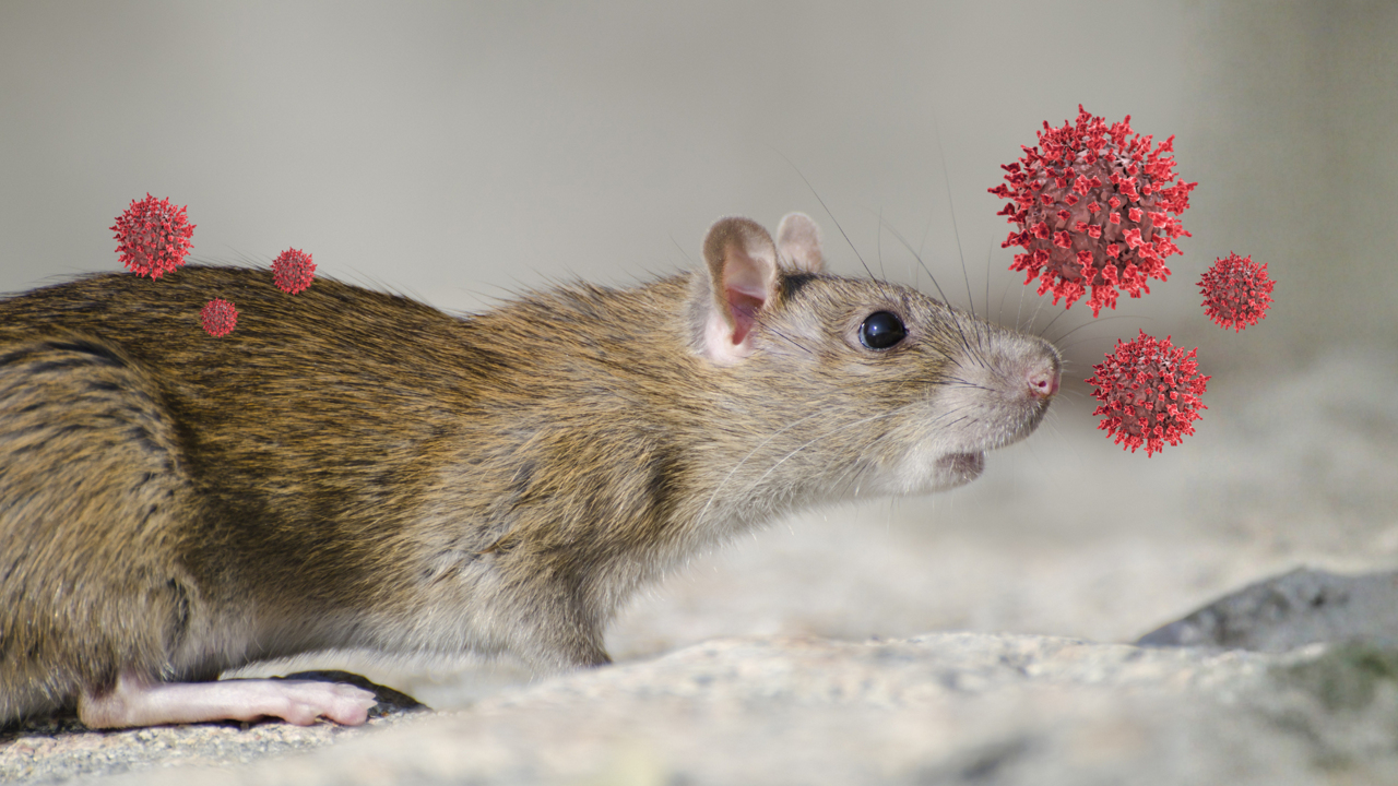 Hantavirus: Gejala Awal, Cara Penularan, dan Langkah Pencegahan yang Perlu Diketahui