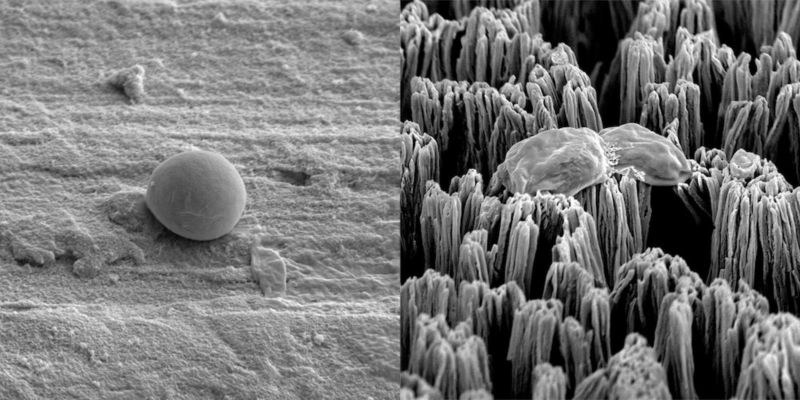 An intact Candida cell on polished titanium surface (left), and a ruptured Candida cell on the micro-spiked titanium surface (right).