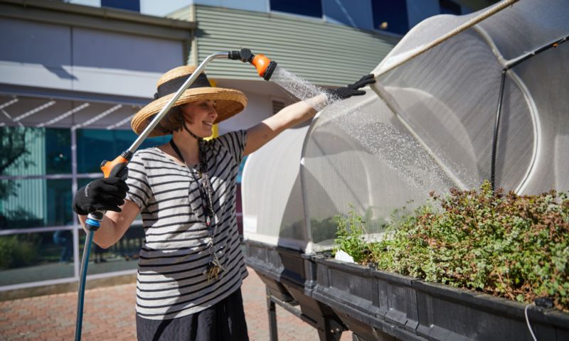 Photo of a person outside watering plants. Plants are sitting under a white knitted shade, elevated above the ground. Person is wearing a large-brimmed hat, black and white striped shirt and black gloves.