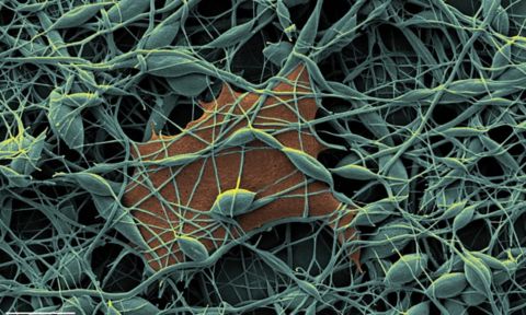 RMIT_cover_silkcells_1220x732 .jpg