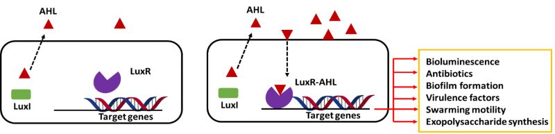LuxI/LuxR QS in Gram-negative bacteria. LuxI is an autoinducer synthase and LuxR is an AHL receptor protein. At high cell density, AHL autoinducer binds to LuxR and activates the transcription of its target genes.