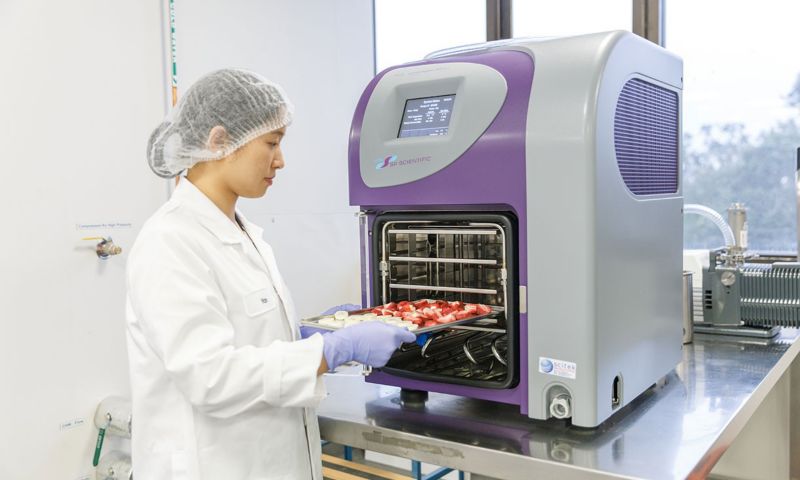 Student handles strawberries in food innovation lab