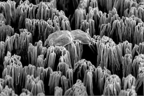 A ruptured Candida cell on top of the micro-spiked titanium surface