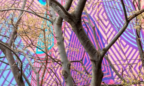 Trees on City campus