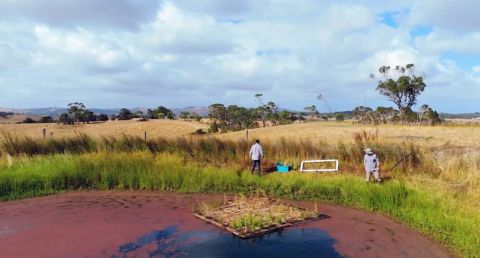  Image of a floating wetland.