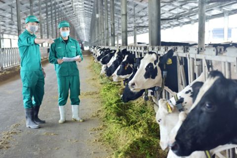 Two workers in green Vinamilk uniforms and masks stand in a modern barn walkway reviewing documents while rows of black-and-white dairy cows eat fodder from feeding stalls at a Vinamilk Green Farm.