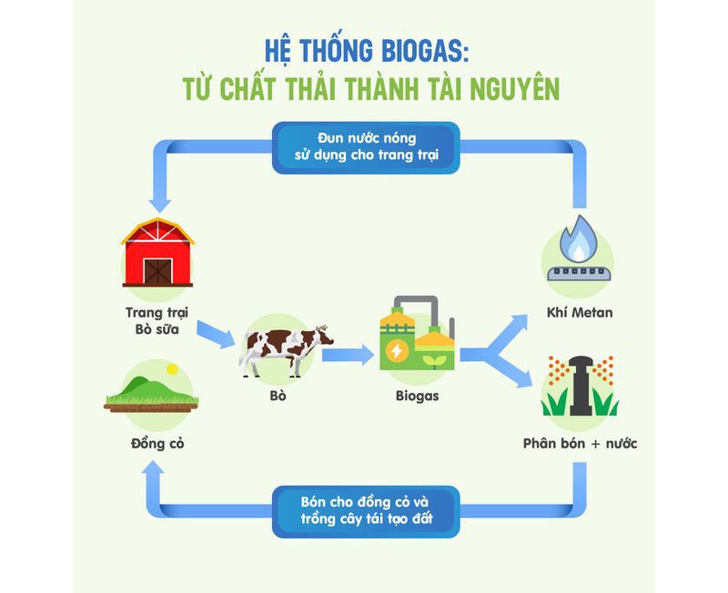 Diagram showing Vinamilk’s biogas circular system that turns cow waste into energy and fertiliser for the farm.