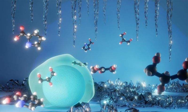 Illustration of the team’s cryoprotectant helping to protect a cell against damage during cryopreservation, primarily from dehydration and freezing by preventing the formation of ice crystals that can damage cells. 