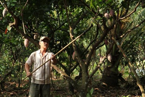 A farmer is harvesting cocoa pods.