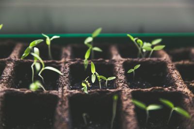 Plant sprouts growing.