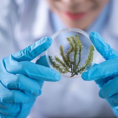 Plant in a petri dish. Science.