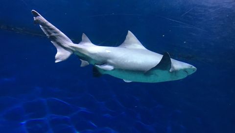 shark.jpg