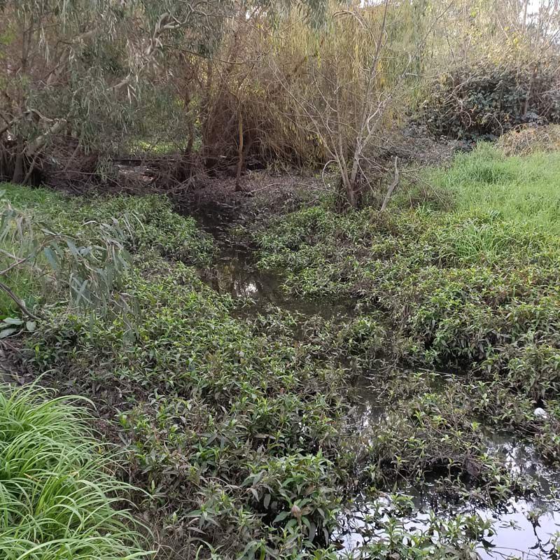 Photo of a section of Stony Creek. Creek is running from bottom right to the middle of the photo. Creek is filled with green and purple plants growing out of the water. Surrounding the creek is green folliage and trees. Some of the trees are barren with no folliage, and others have dark green leaves drooping from the branches.