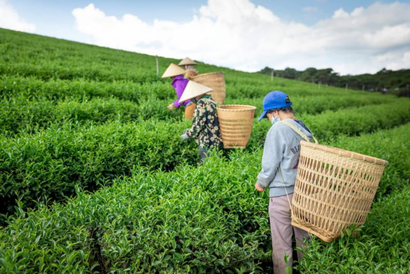 tea harvesters on a hill