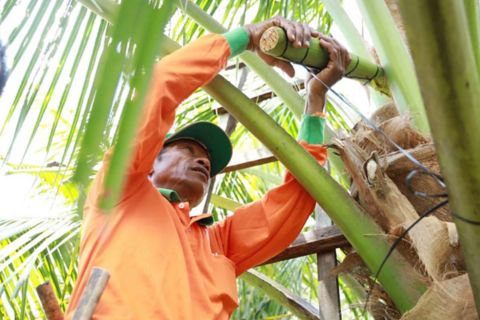 the-famer-collect-coconut-blossom-nectar.jpg