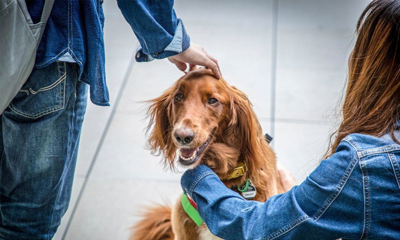 Students patting the therapy dog, Ziggy