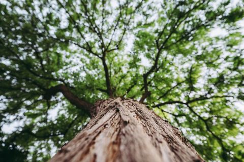 tree-bark-leaves.jpg