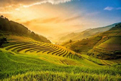 vietnam rice field