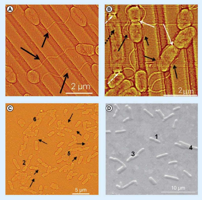 Figure 3: Correlation between flagella orientation & surface geometries. (A & B) Contact atomic force microscope images of Pseudomonas fluorescens attached to patterned gold substrates. The black arrows indicate flagella surrounding microorganisms or towards neighbouring bacteria, the white arrows show bacterial division, the dashed white arrows indicate the presence of pili connecting cells, and the dotted black arrow indicates an elongated bacterium. (C) Atomic force and (D) scanning electron microscope images of P. fluorescens growing on unpatterned gold substrates. Arrows display groups of flagella oriented towards other cells. Inset numbers indicate the different stages of formation of a raft-like structure.