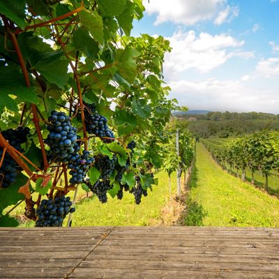 vineyard-grapes-wood.jpg