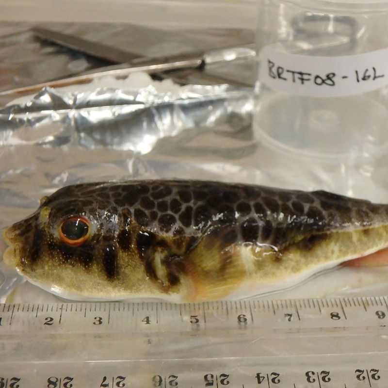 A Western Port toadfish next to a ruler