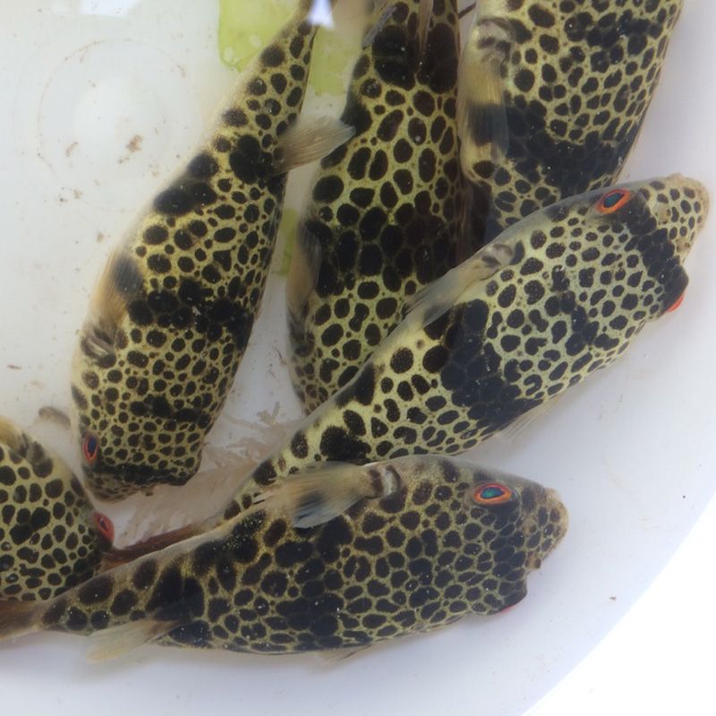 A close-up of six Western Port toadfish