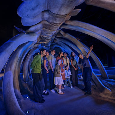 Singapore Oceanarium Insider Experience