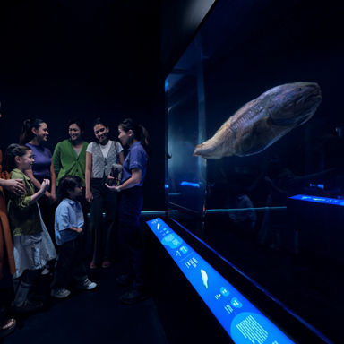 Ocean in Focus: Into the Abyss 