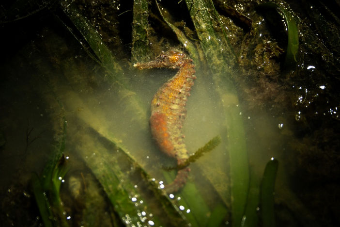 Searching for Seahorses in a Shared Sea