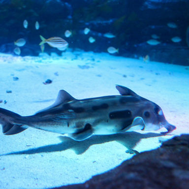 Australian Ghostshark