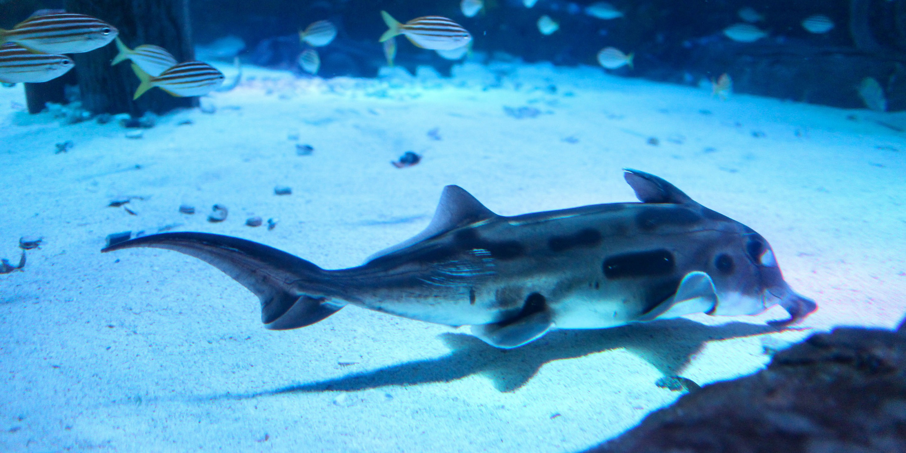 米氏叶吻银鲛| 新加坡海洋生态馆, image size:2880x1440