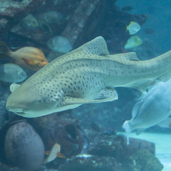Conservation & Research 