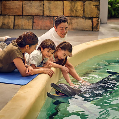 Dolphin Exploration