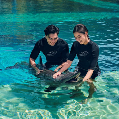 Dolphin Immersion
