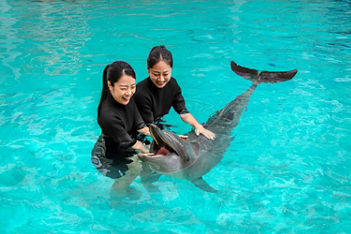 Dolphin Exploration | Singapore Oceanarium