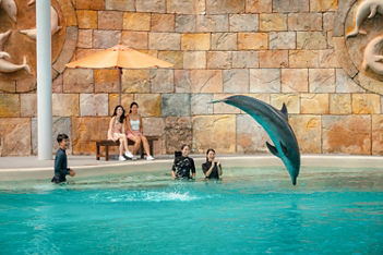 Dolphin Exploration | Singapore Oceanarium