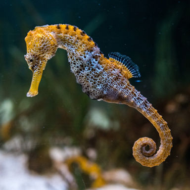 Longsnout Seahorse