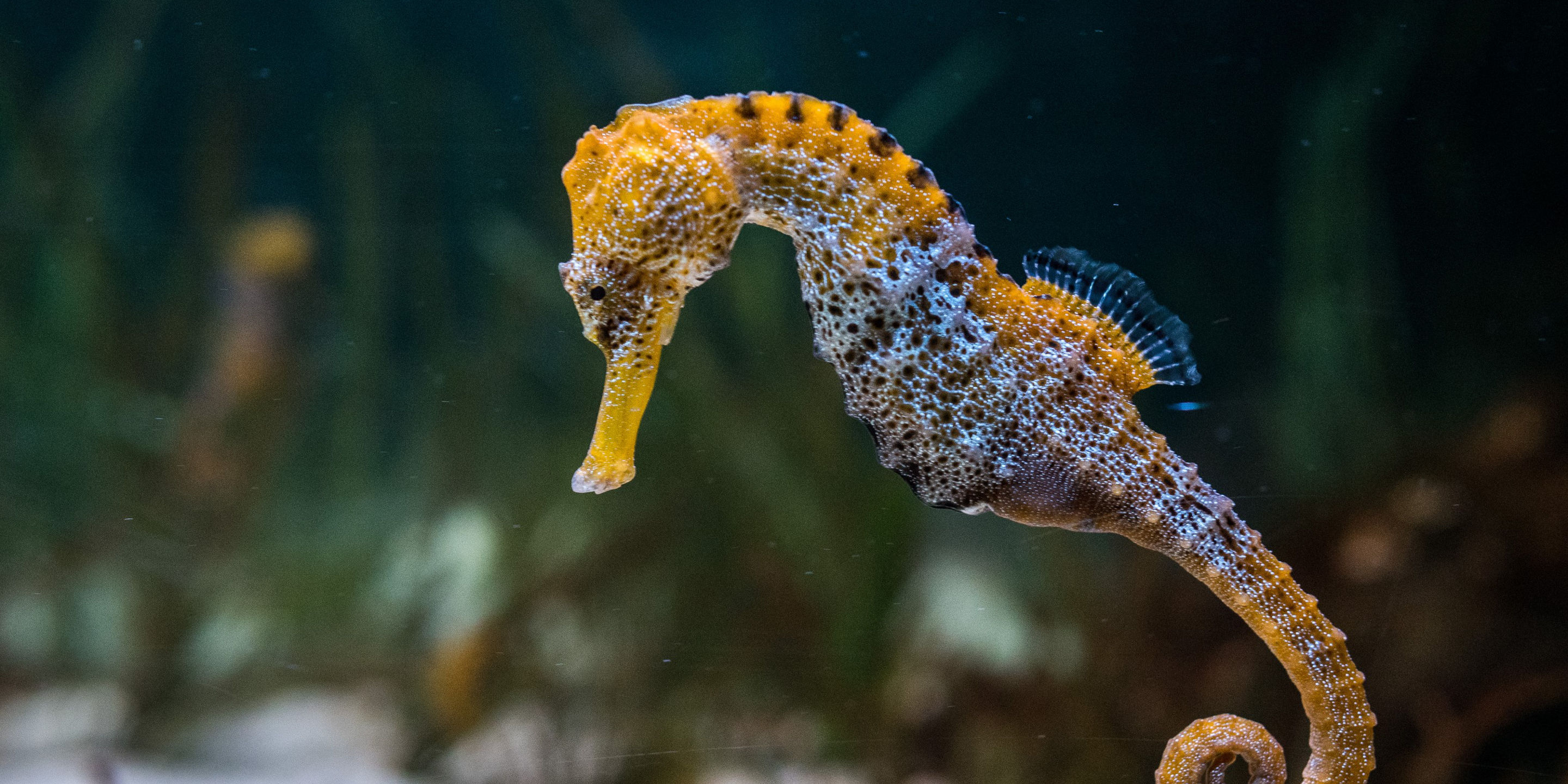 Longsnout Seahorse | Singapore Oceanarium