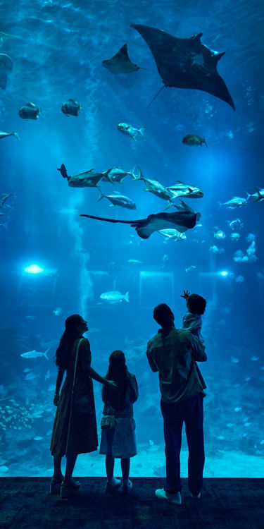 首页| 新加坡海洋生态馆