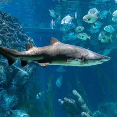 Sand Tiger Shark