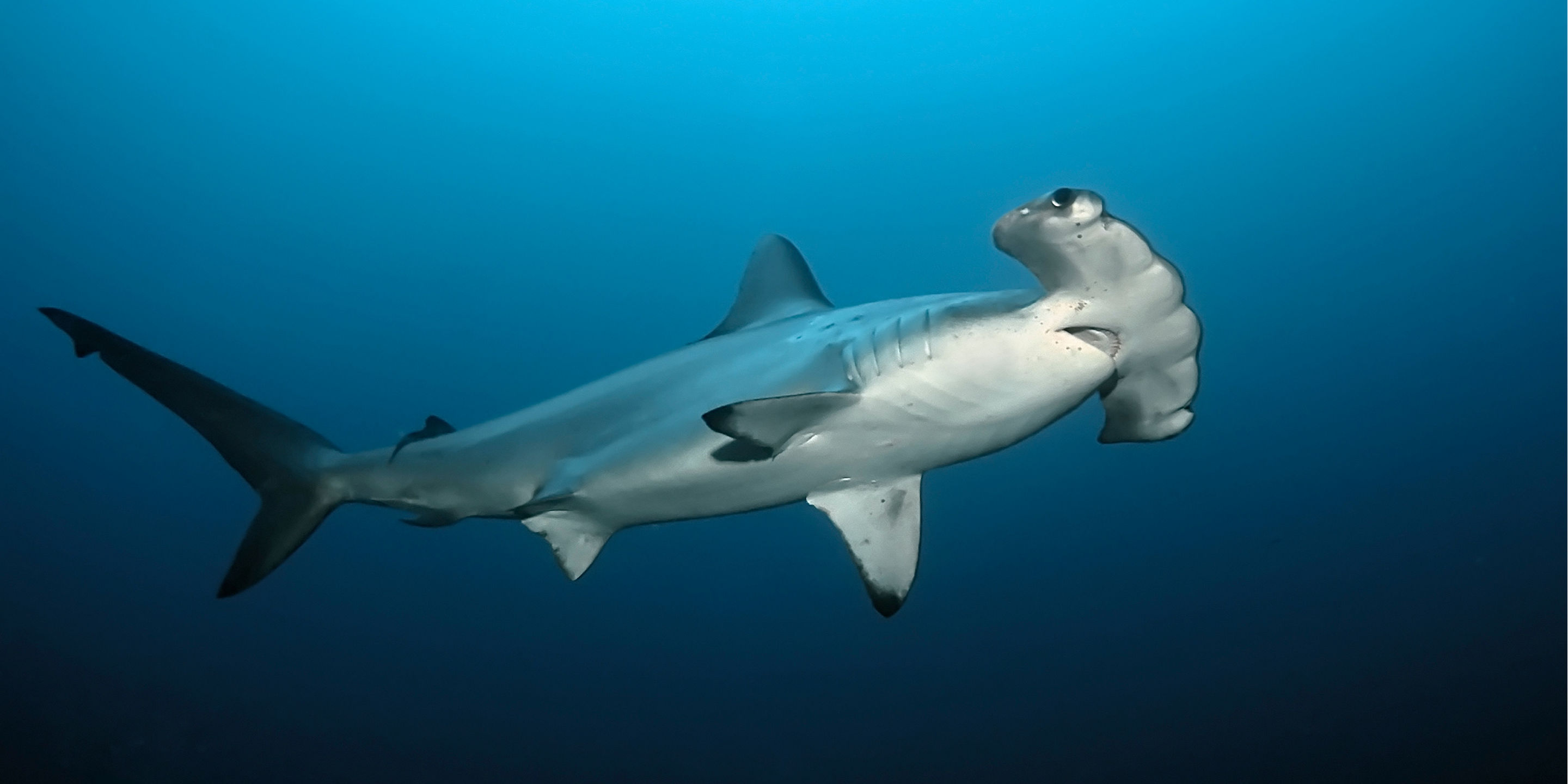 路氏双髻鲨| 新加坡海洋生态馆