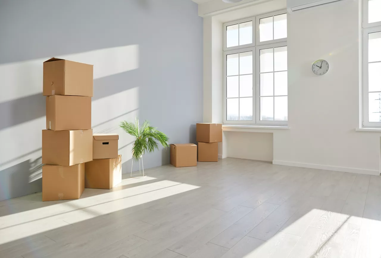Interior of clean modern light living room with stacked cardboard boxes and green plant standing by wall in new house or apartment with no people. Moving, relocation, removal, transportation concept