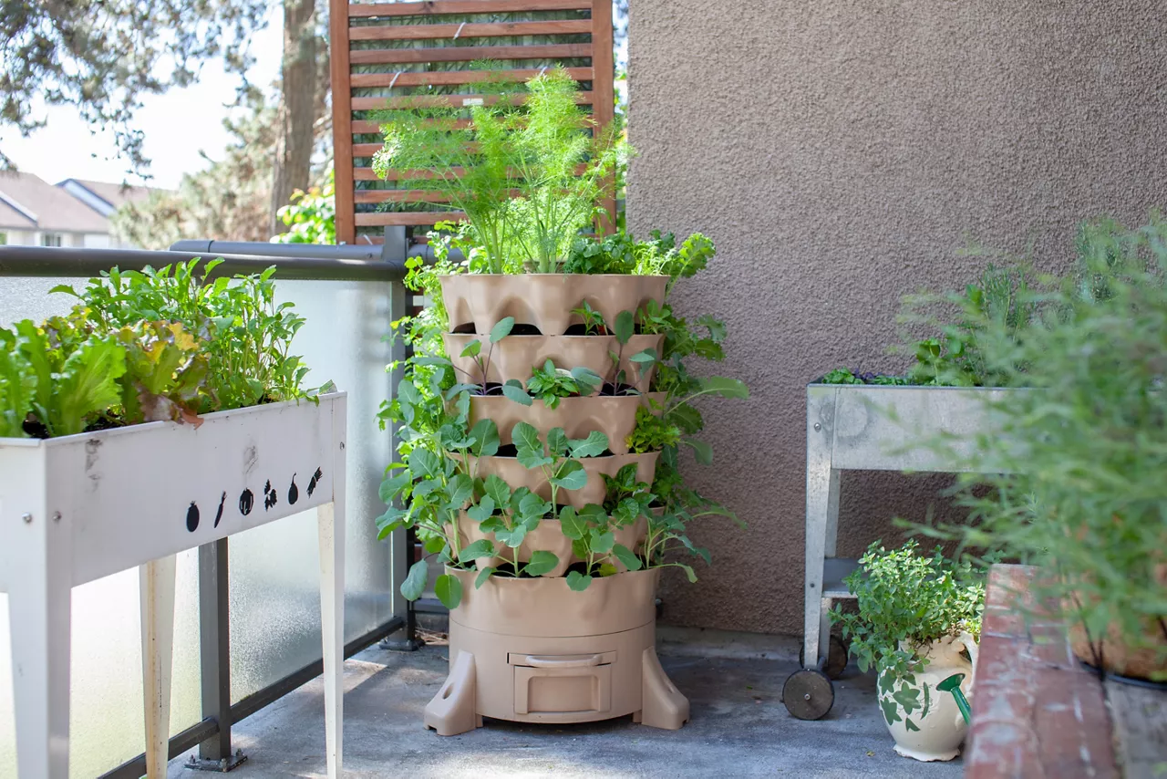 A tall vertical garden sits on an apartment balcony (patio) with fresh salad greens, herbs and vegetables. Ideal small space and urban gardening solution
