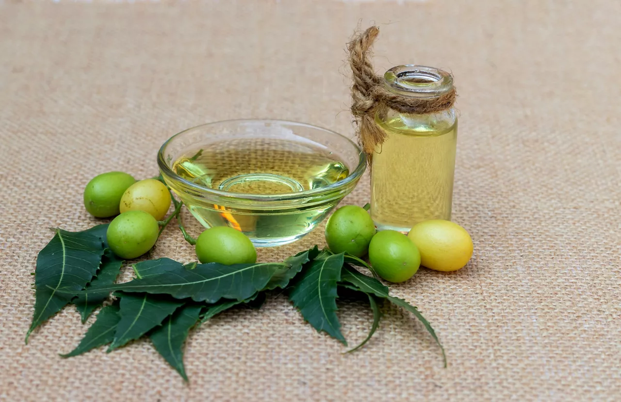 Neem Oil or Azadirachta Indica Oil in a Glass Bottle and Bowl with Neem Fruit and Leaves Isolated on Burlap Fabric with Copy Space, Also Known as Margosa, Nimtree or Indian Lilac, Uses Ayurvedic Herbs