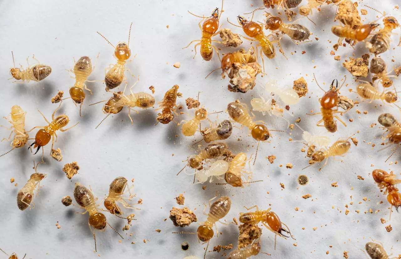 Close up of the Small termite in Petri dish glass for education in Laboratory.