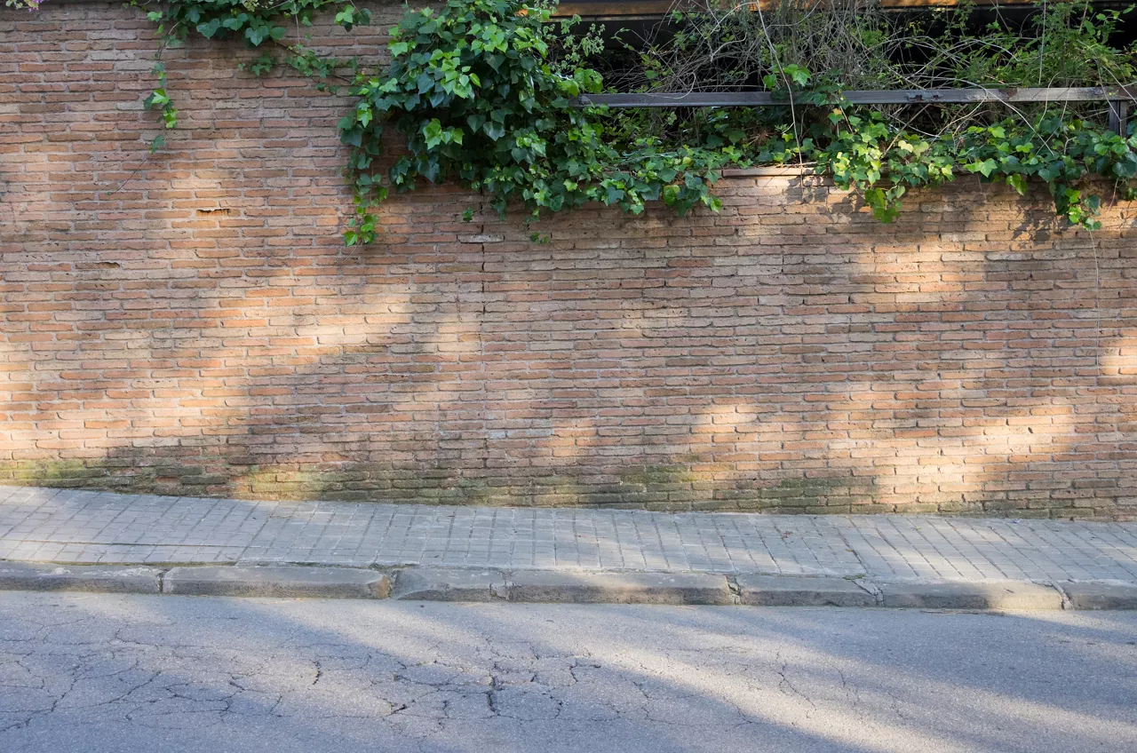 Ivy foliage 
