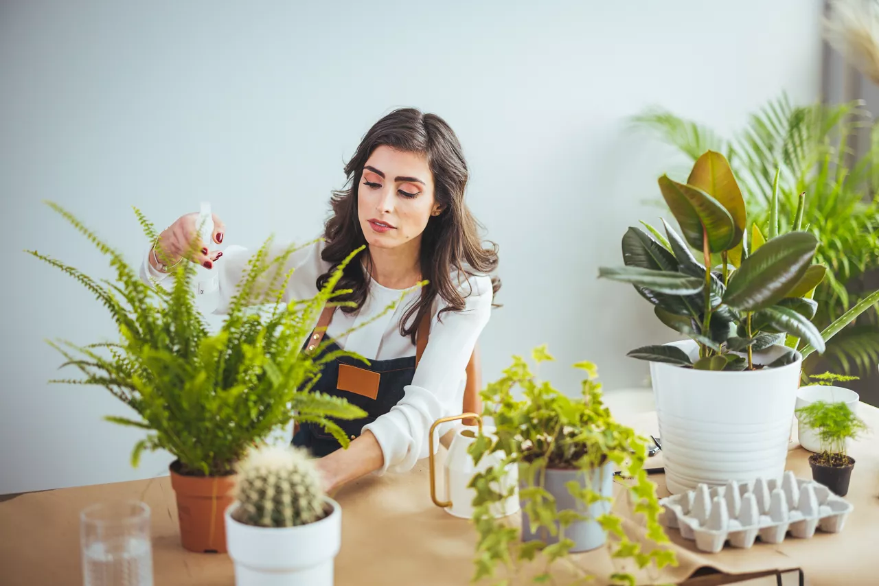 Young businesswoman sprays plants in flowerpots. Woman caring for house plant. Woman taking care of plants at her home, spraying a plant with pure water from a spray bottle