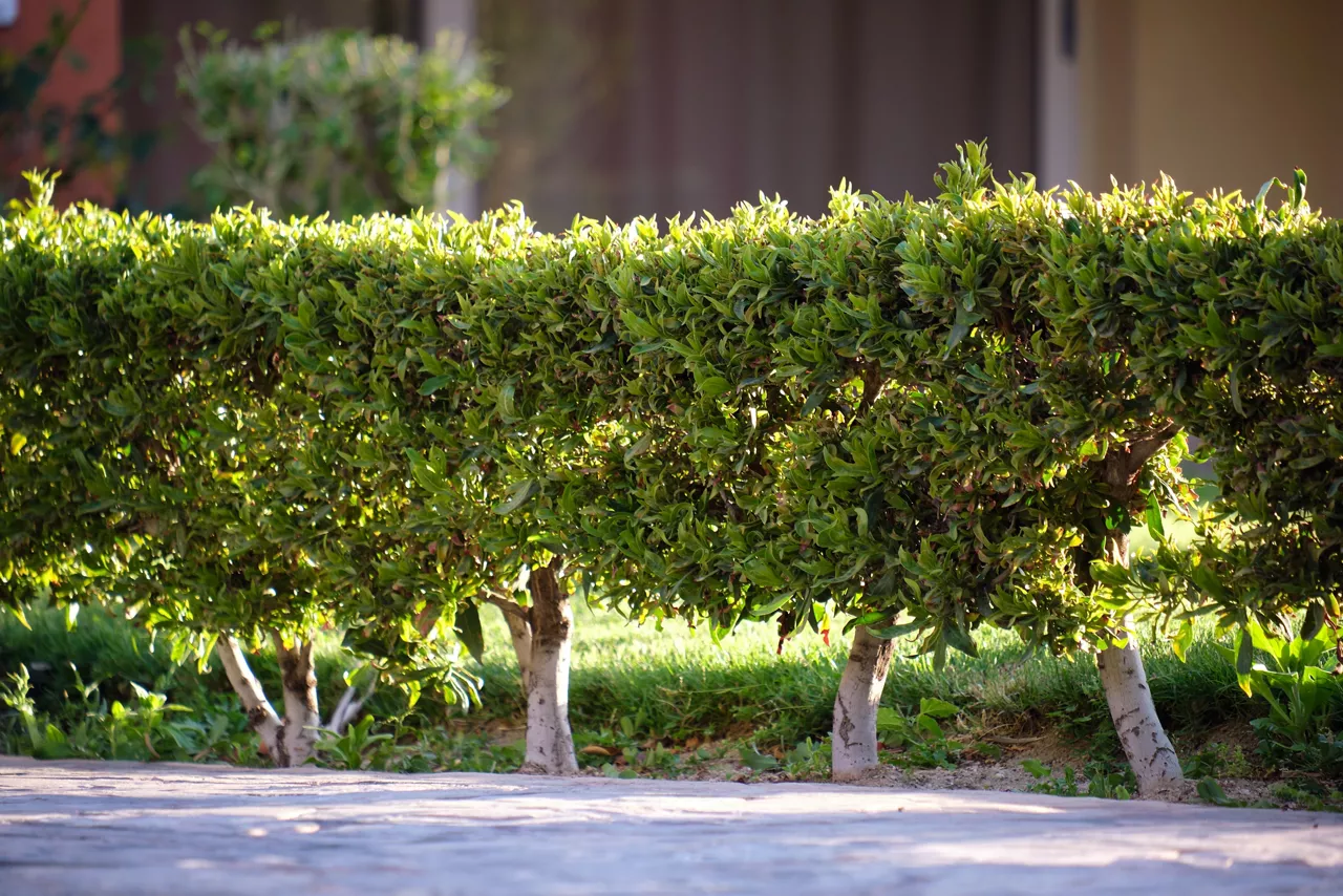 Neatly trimmed low trees growing along path in the park in summer. Gardening and landscaping concept
