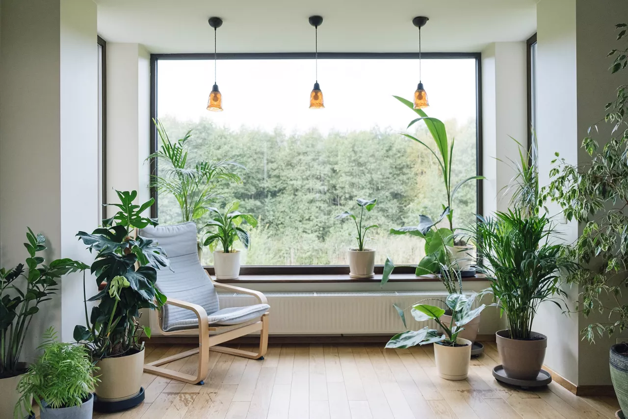 Modern interior with indoor plants, monstera, palm trees. Urban jungle apartment. Biophilia design. Home gardening. Cozy tropical home garden. Gardening, hobby concept.