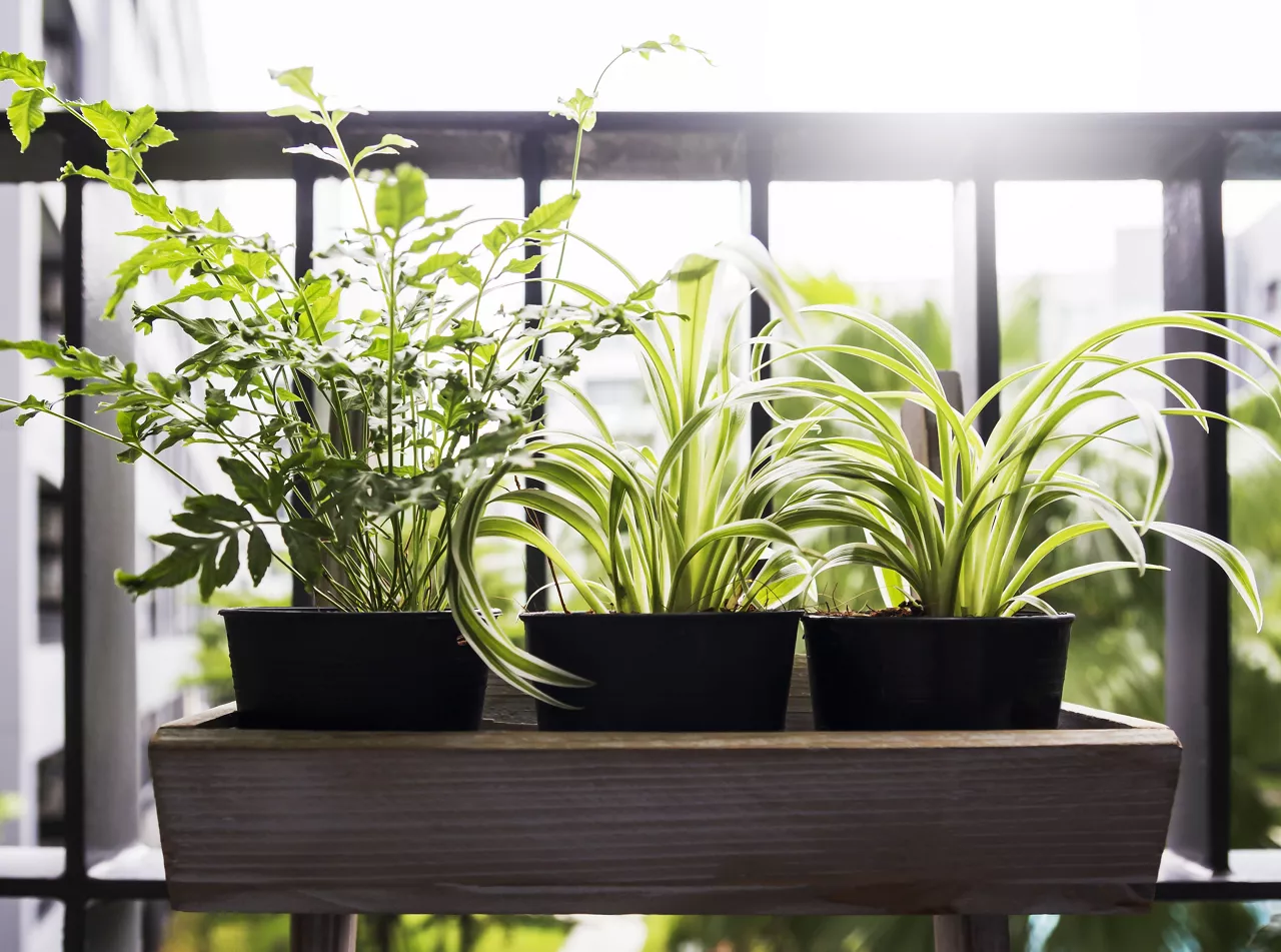 Home and garden concept of spider plant and fern in pot on the balcony